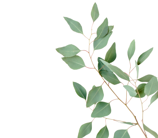 Decorative leaf image