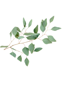 装飾用の葉のイメージ